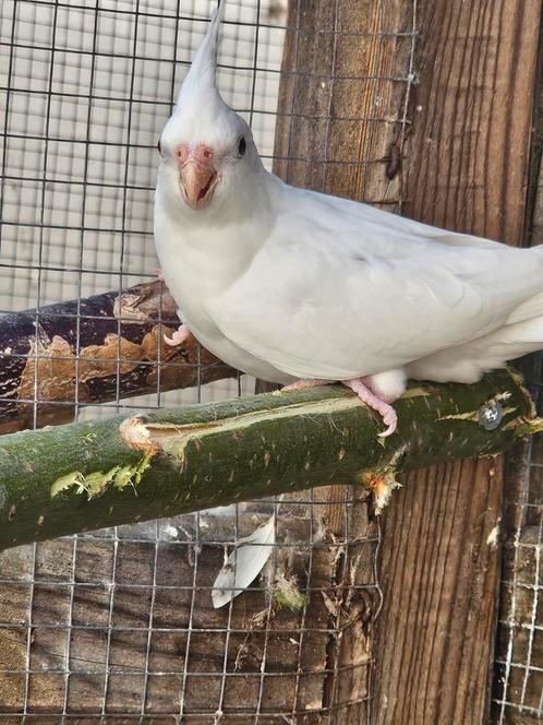 Jonge valkparkieten van april en mei, Dieren en Toebehoren, Vogels | Parkieten en Papegaaien, Parkiet, Geslacht onbekend, Tam