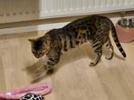 Bengaalse Poes, Poes, Gechipt, 0 tot 2 jaar