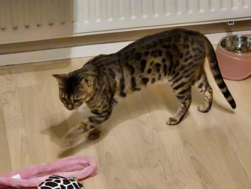 Bengaalse Poes, Dieren en Toebehoren, Katten en Kittens | Raskatten | Korthaar, Poes, 0 tot 2 jaar, Gechipt