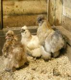 Trio zijdehoen krielen, Dieren en Toebehoren, Meerdere dieren, Kip
