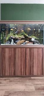 Zeer mooi Aqualantis aquarium 120x50x70 te koop, Dieren en Toebehoren, Vissen | Aquaria en Toebehoren, Gebruikt, Ophalen, Gevuld zoetwateraquarium