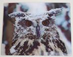3D kaart uil, Oehoe in de sneeuw, nieuw, Ophalen of Verzenden, 1980 tot heden, Ongelopen, Vogel