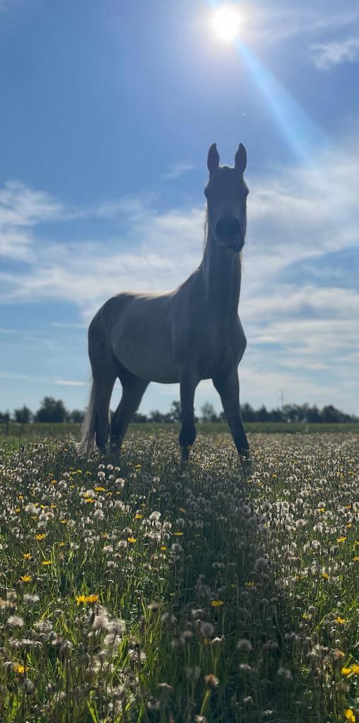 Lieve pony aangeboden, Dieren en Toebehoren, Paarden en Pony's | Overige Paardenspullen, Overige soorten, Ophalen of Verzenden