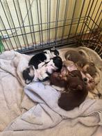 Nog twee mooi en lief teefjes mini chihuahua, Dieren en Toebehoren, 8 tot 15 weken, Meerdere, Meerdere dieren, Chihuahua