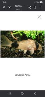 Corydoras, Dieren en Toebehoren, Vissen | Aquariumvissen, Vis