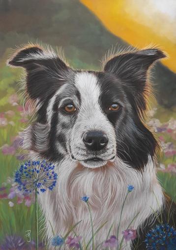 OPRUIMING schilderij border collie 332 - hond honden beschikbaar voor biedingen