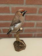 Prachtige opgezette Europese Pestvogel, Verzamelen, Ophalen of Verzenden, Vogel, Opgezet dier