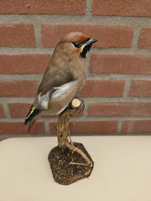 Prachtige opgezette Europese Pestvogel, Verzamelen, Dierenverzamelingen, Opgezet dier, Vogel, Ophalen of Verzenden