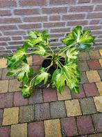 Fatsia japonica ‘Murakumo Nishiki’ - Bontbladige Vingerplant, Tuin en Terras, Planten | Tuinplanten, Ophalen, Overige soorten