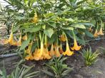 Brugmansia, Ophalen of Verzenden, Zomer, Overige soorten, Volle zon