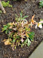 Helleborus, Tuin en Terras, Planten | Tuinplanten, Vaste plant, Ophalen