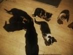 Kittens gratis, Dieren en Toebehoren, Katten en Kittens | Raskatten | Korthaar, Poes, Ontwormd, 0 tot 2 jaar