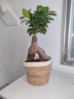 Bonsai boom, Nieuw, Minder dan 25 cm, Ophalen, Minder dan 40 cm