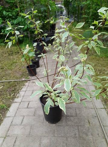 cornus alba miracle beschikbaar voor biedingen