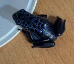 Dendrobates Azureus vrouw, Dieren en Toebehoren, Amfibie, 0 tot 2 jaar