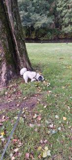 Bekwaam en lieve honden oppas