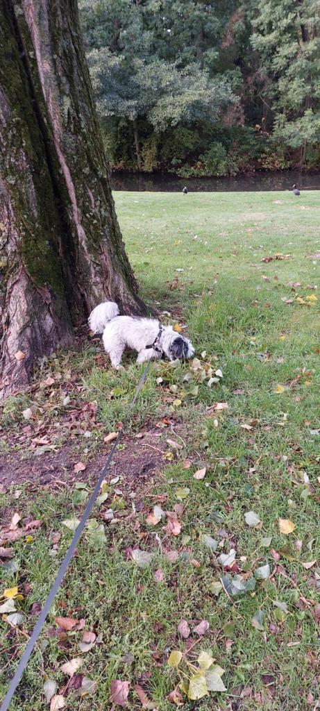 Bekwaam en lieve honden oppas, Holistisch trimster, en coach, Diensten en Vakmensen, Dieren | Honden | Verzorging, Oppas en Les