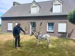 Zeldzaam mooi ezeltje, Dieren en Toebehoren, Overige Dieren, Mannelijk, Voor 1 juli 2024