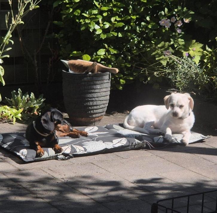 Hondenoppas - dagopvang, Diensten en Vakmensen, Dieren | Honden | Verzorging, Oppas en Les