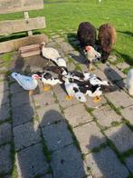 Muscuseenden, Dieren en Toebehoren, Pluimvee, Mannelijk, Eend