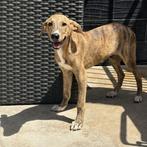 ACE: Bobo is een sociale jongen, Particulier, Rabiës (hondsdolheid), 15 weken tot 1 jaar, Reu