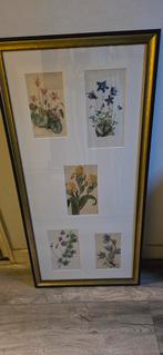 Oude bloemen prenten in prachtige lijst., Antiek en Kunst, Ophalen
