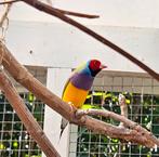 Gouldamadine man, Dieren en Toebehoren, Vogels | Overige Vogels, Meerdere dieren, Tropenvogel