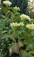 3 x hortensia wit, Tuin en Terras, Planten | Tuinplanten, Ophalen of Verzenden