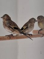 Bastaard putters, Dieren en Toebehoren, Vogels | Overige Vogels, Mannelijk, Wildzangvogel