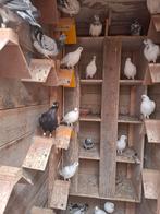 Sierduiven tipplers Amsterdamse tipplers., Dieren en Toebehoren, Vogels | Duiven, Meerdere dieren, Overige soorten