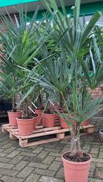 Trachycarpus fortunei palmboom winterhard., Tuin en Terras, Planten | Bomen, Volle zon, Ophalen, Palmboom