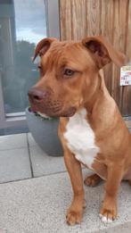 Mix van am bulldog en rednose pitbull dek reu, Dieren en Toebehoren, Honden | Bulldogs, Pinschers en Molossers, Rabiës (hondsdolheid)