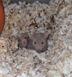 Tamme mannelijke goudhamster te koop, Dieren en Toebehoren, Knaagdieren, Hamster, Augustus, Mannelijk, Tam