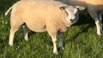 Mooie rammen 2025, Dieren en Toebehoren, Mannelijk, Schaap