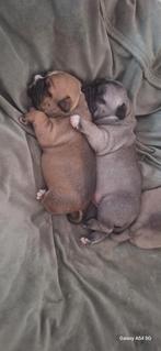 te koop nog 2 mooie pups, Dieren en Toebehoren, 8 tot 15 weken, Bulldog, Meerdere, Meerdere dieren