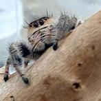 Phidippus regius Rastafari, Dieren en Toebehoren, Insecten en Spinnen, Spin of Schorpioen