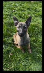 Mechelse x Hollandse herder pup (reutje), Dieren en Toebehoren, Honden | Herdershonden en Veedrijvers, Rabiës (hondsdolheid), Reu