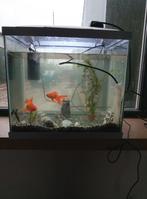 Vissenkom met alles er bij, Dieren en Toebehoren, Vissen | Aquaria en Toebehoren, Ophalen, Gebruikt