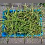 23 x Carex morrowii variegata, Ophalen, Siergrassen, Halfschaduw