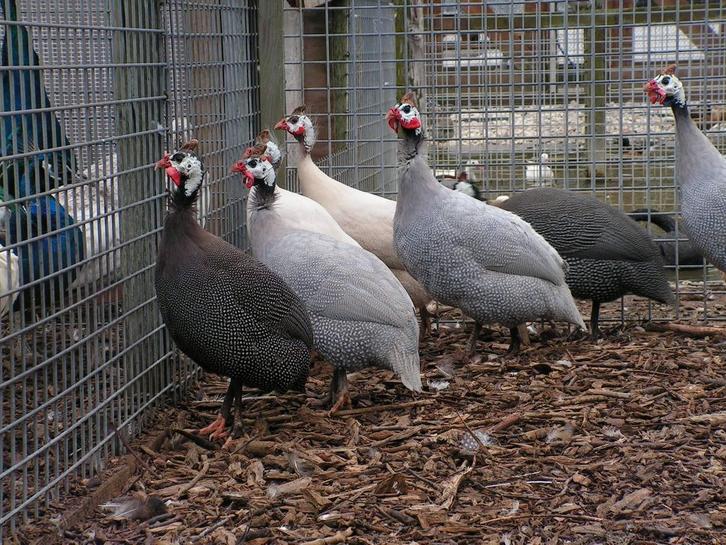 Parelhoenders | Jonge dieren | Passend advies, Dieren en Toebehoren, Pluimvee, Kip, Meerdere dieren