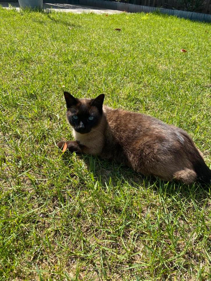 Superlieve Thai Siamese kater, Dieren en Toebehoren, Katten en Kittens | Raskatten | Korthaar, Kater, 6 jaar of ouder, Gechipt