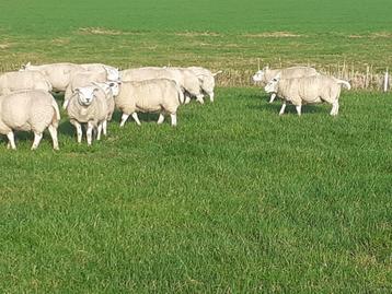 prachtige fok ooien schapen kruising boeren Texelaar/Engels beschikbaar voor biedingen