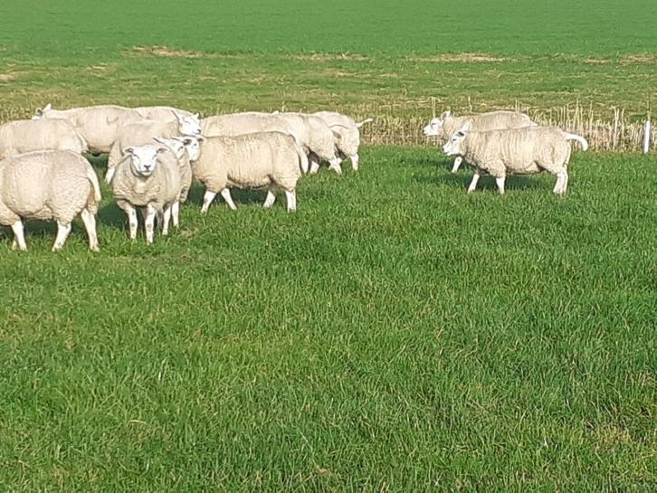 prachtige fok ooien schapen kruising boeren Texelaar/Engels, Dieren en Toebehoren, Schapen, Geiten en Varkens, Schaap, Vrouwelijk