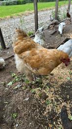 Brahma hen en haan, Meerdere dieren, Kip