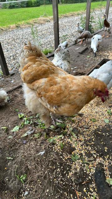 Brahma hen en haan beschikbaar voor biedingen