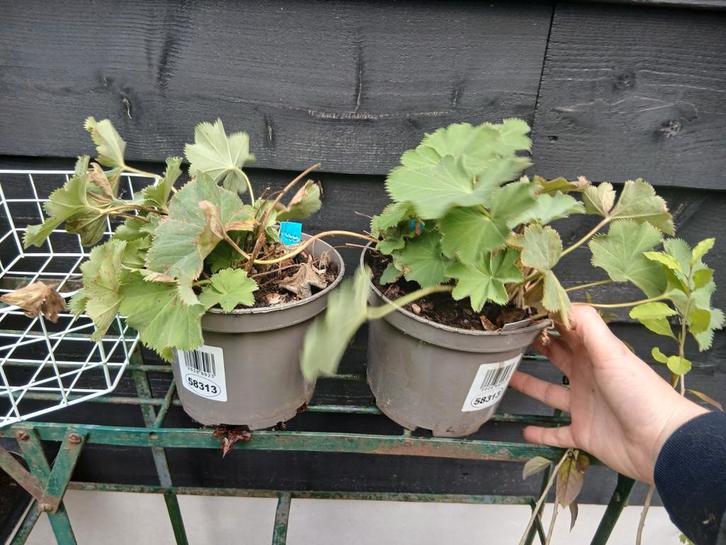 diverse plantjes, Tuin en Terras, Planten | Tuinplanten, Vaste plant, Groenteplanten, Volle zon, Ophalen of Verzenden