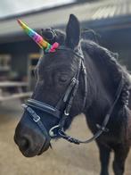 Gezocht stalling voor shetlander, Dieren en Toebehoren, Stalling en Weidegang, Stalling, 1 paard of pony