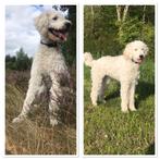 Labradoodle pups, Dieren en Toebehoren, Honden | Retrievers, Spaniëls en Waterhonden, Rabiës (hondsdolheid), Overige rassen, 8 tot 15 weken