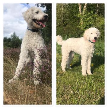 Labradoodle pups beschikbaar voor biedingen