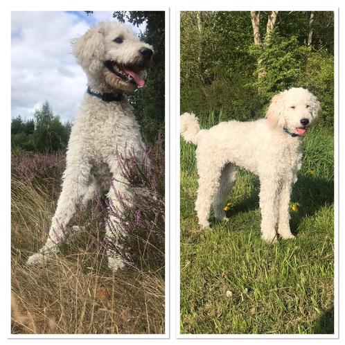 Labradoodle pups, Dieren en Toebehoren, Honden | Retrievers, Spaniëls en Waterhonden, Meerdere dieren, Overige rassen, Particulier